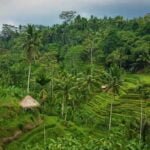 Local sustainability projects in bali