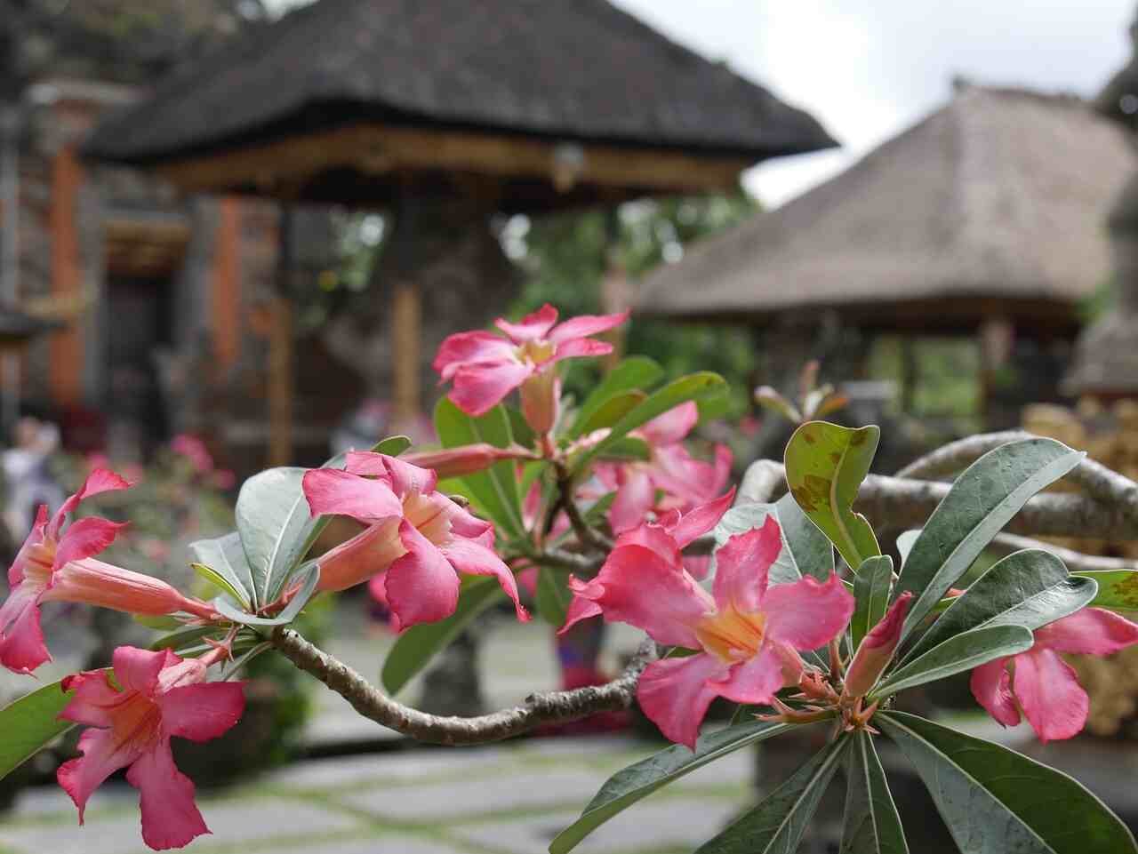 Ideas for day trips in south bali